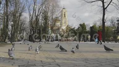 戈梅尔，白俄罗斯。 鸽子鸽子鸟起飞飞近彼得和保罗大教堂